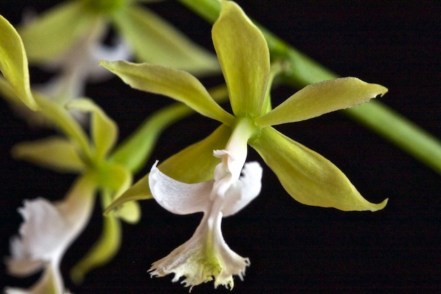 Epidendrum stamfordianum var alba 1304060250133269511053660