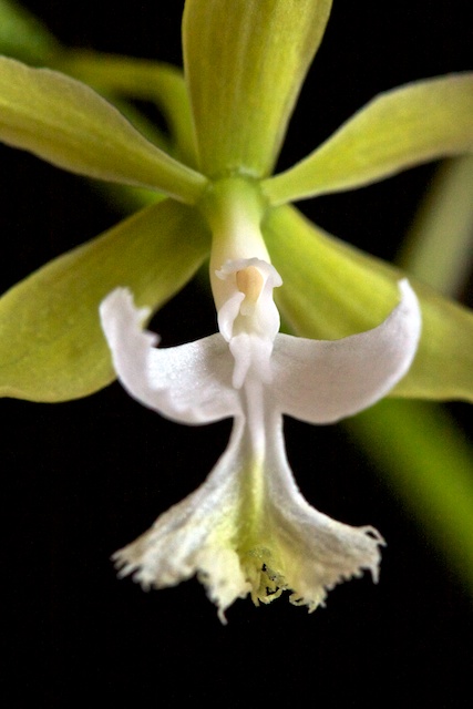 Epidendrum stamfordianum var alba 1304060250153269511053661
