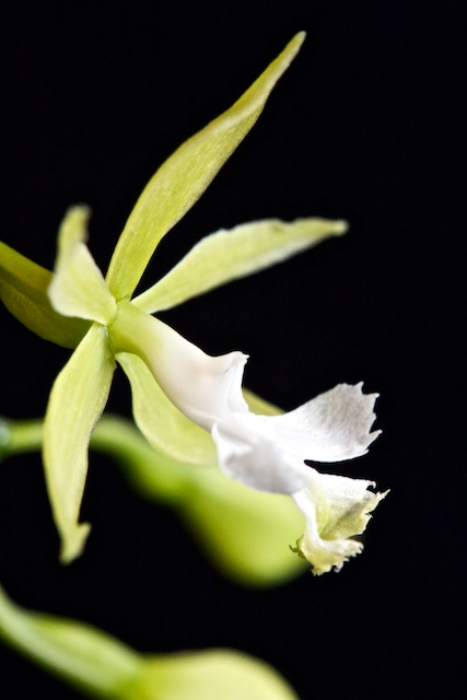 Epidendrum stamfordianum var alba 1304060250173269511053664