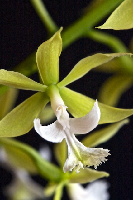 Epidendrum stamfordianum var alba 1304060250183269511053665