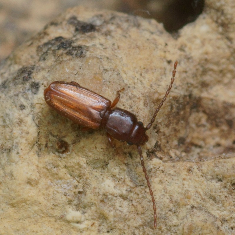 DSC21634R1.-10&Acirc;&deg;c110-080r49.1 - .. .. [Laemophloeidae - Col&Atilde;&copy;opt&Atilde;&uml;res - Insectes] - imago (2,5  x 0,7 mm)
