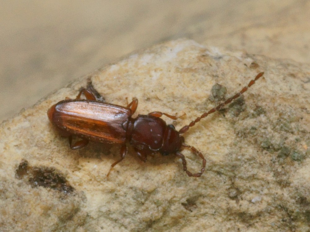 DSC21632R1.b120-100r49.4 - .. .. [Laemophloeidae - Col&Atilde;&copy;opt&Atilde;&uml;res - Insectes] - imago (2,5  x 0,7 mm)
