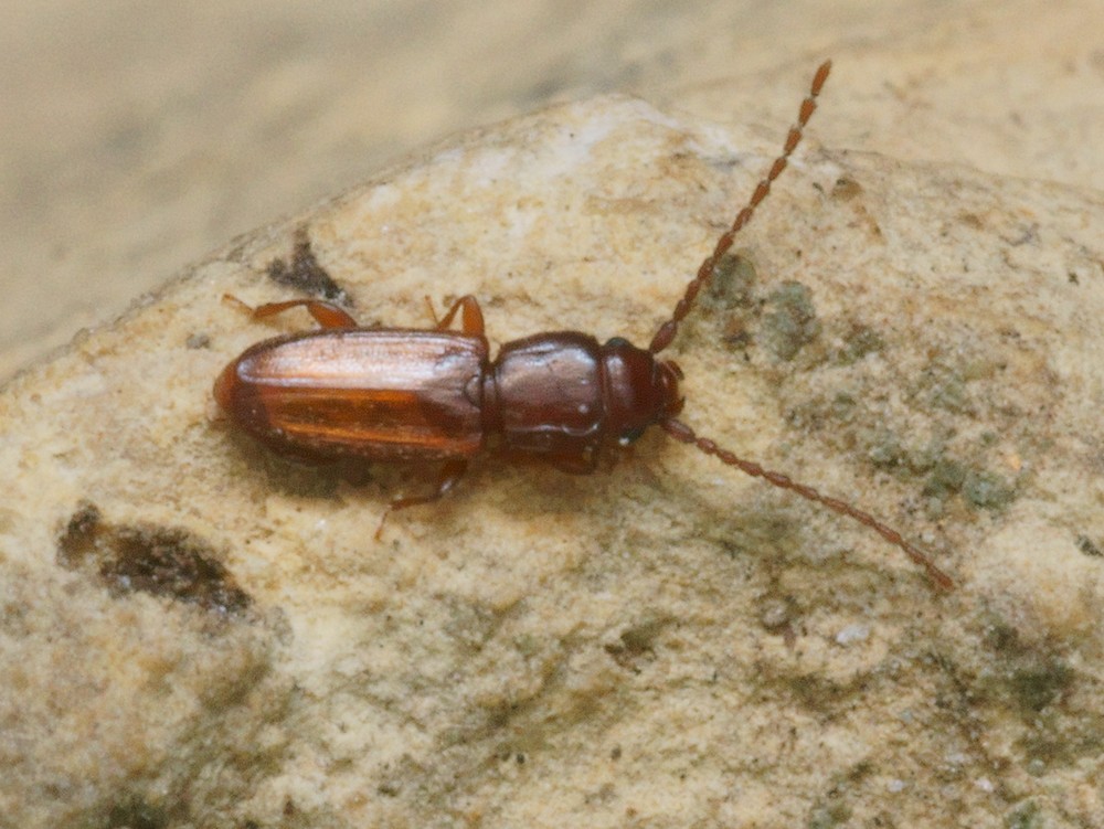 DSC21631R1.b130-100r49.4 - .. .. [Laemophloeidae - Col&Atilde;&copy;opt&Atilde;&uml;res - Insectes] - imago (2,5  x 0,7 mm)