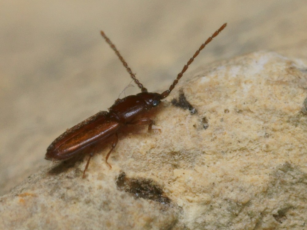 DSC21630R1.b120-100r49.4 - .. .. [Laemophloeidae - Col&Atilde;&copy;opt&Atilde;&uml;res - Insectes] - imago (2,5  x 0,7 mm)