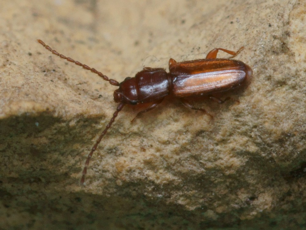 DSC21627R1.b120-100r49.4 - .. .. [Laemophloeidae - Col&Atilde;&copy;opt&Atilde;&uml;res - Insectes] - imago (2,5  x 0,7 mm)