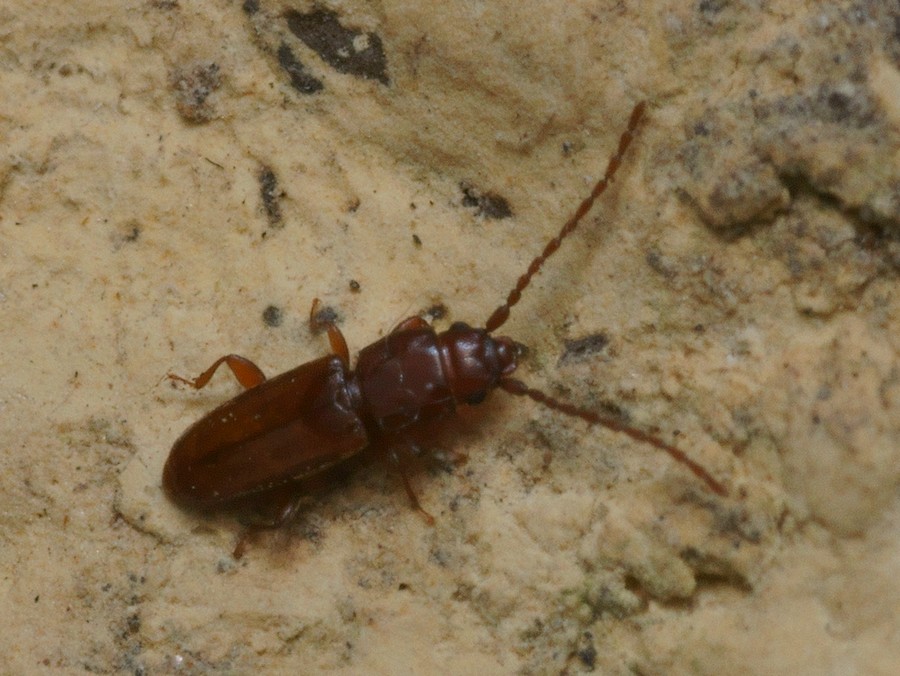 DSC21626R1.b130-090r49.4 - .. .. [Laemophloeidae - Col&Atilde;&copy;opt&Atilde;&uml;res - Insectes] - imago (2,5  x 0,7 mm)
