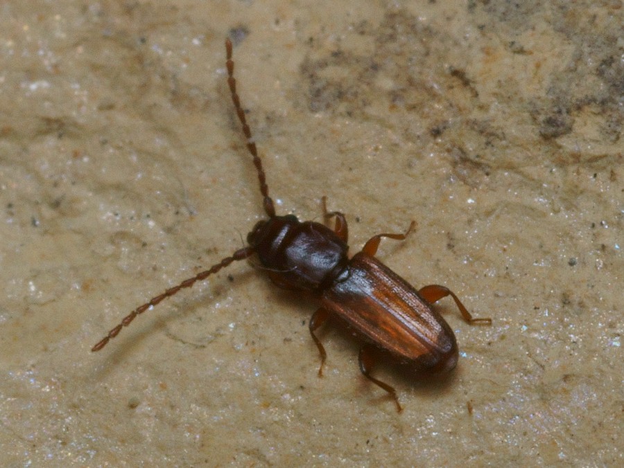 DSC21624R1.b130-090r49.4 - .. .. [Laemophloeidae - Col&Atilde;&copy;opt&Atilde;&uml;res - Insectes] - imago (2,5  x 0,7 mm)