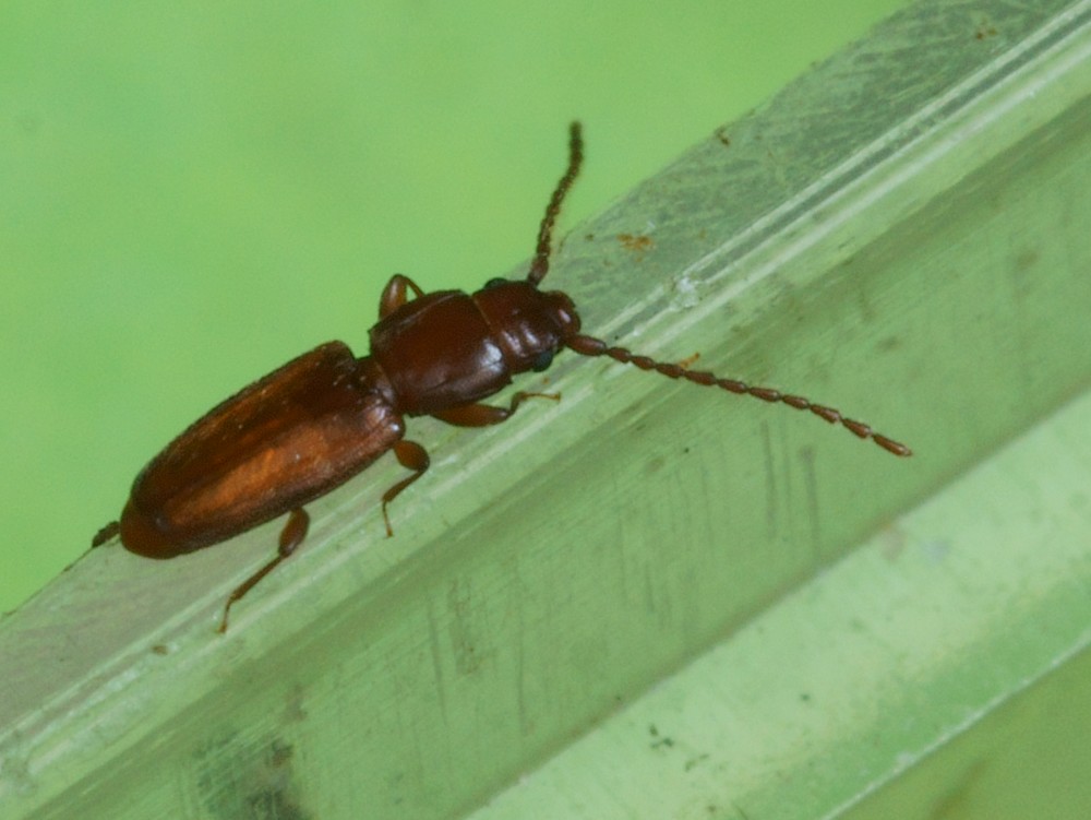 DSC21610R1.+45&Acirc;&deg;b120-100r49.4 - .. .. [Laemophloeidae - Col&Atilde;&copy;opt&Atilde;&uml;res - Insectes] - imago (2,5  x 0,7 mm)