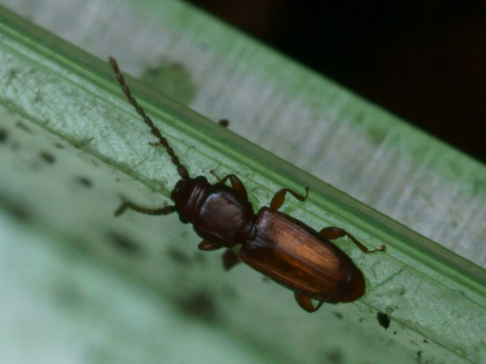 DSC21609R1.-55&Acirc;&deg;b120-100r49.4 - .. .. [Laemophloeidae - Col&Atilde;&copy;opt&Atilde;&uml;res - Insectes] - imago (2,5  x 0,7 mm)