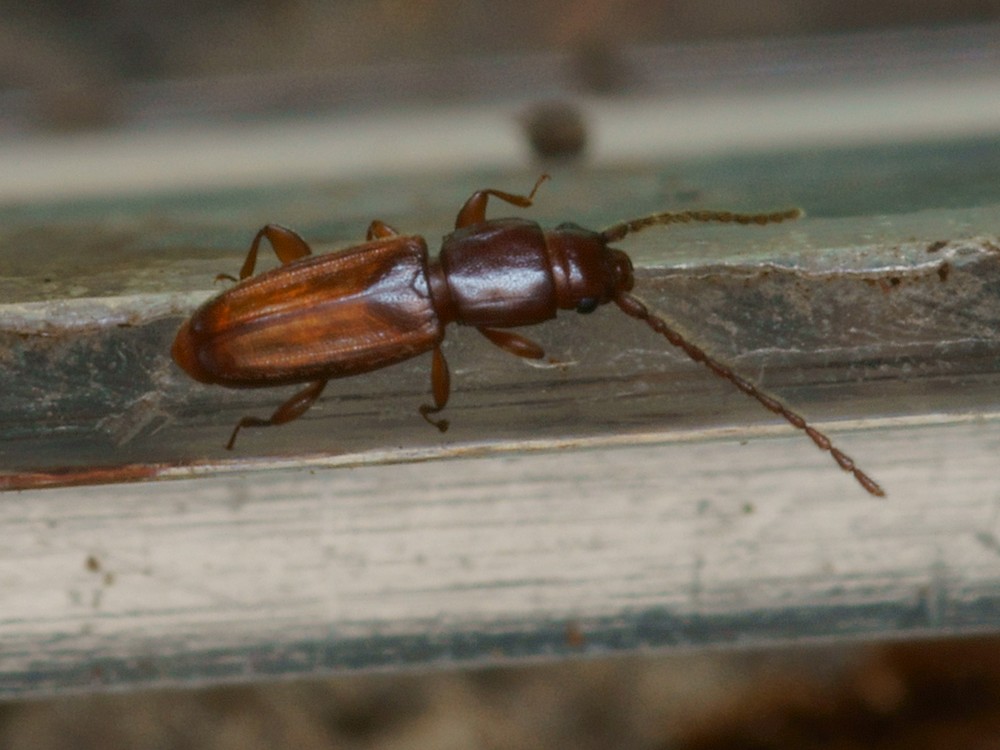 DSC21608R1.b120-100r49.4 - .. .. [Laemophloeidae - Col&Atilde;&copy;opt&Atilde;&uml;res - Insectes] - imago (2,5  x 0,7 mm)