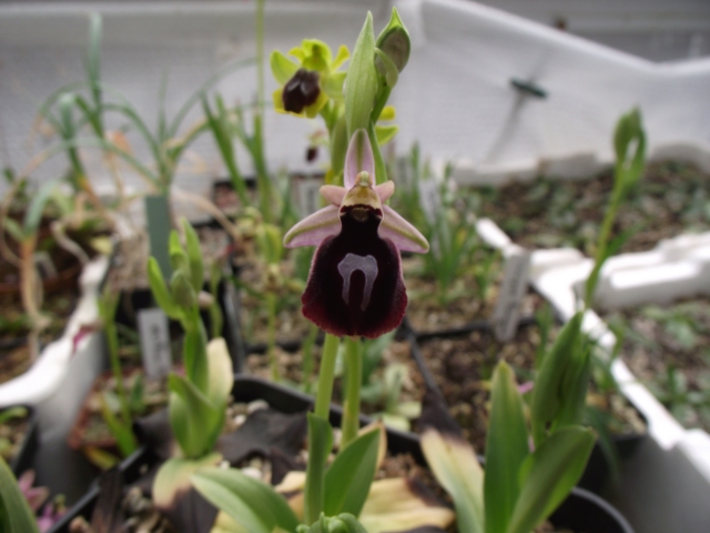 Ophrys ferrum-equinum 1304080740546539811063975