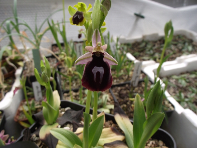 Ophrys ferrum-equinum 1304080741246539811063978