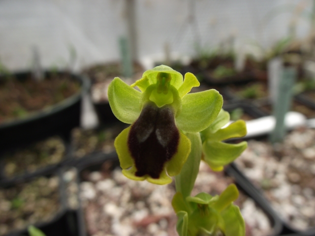 Ophrys ferrum-equinum 1304080908596539811064443