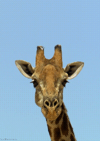 girafe2