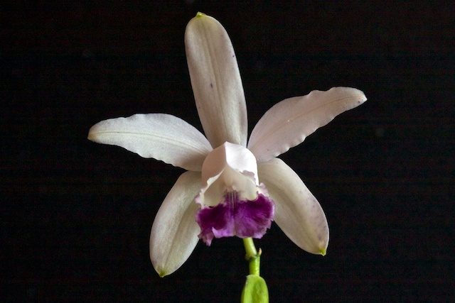 Cattleya intermedia var coerulea 1304100140593269511069176