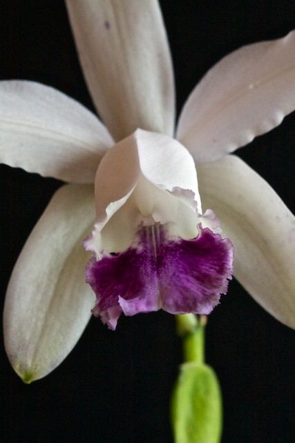 Cattleya intermedia var coerulea 1304100141033269511069179