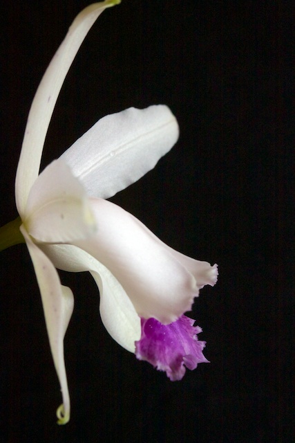 Cattleya intermedia var coerulea 1304100141043269511069180