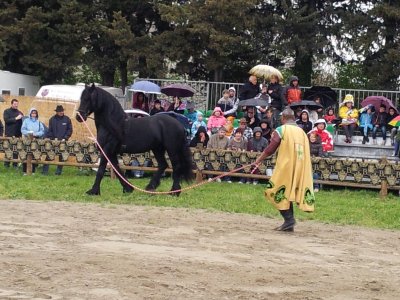 Foire  du Roy Ren- Peyrolles en Provence 1304211000097608111110191