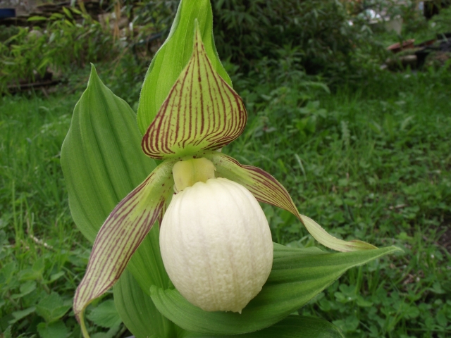 Cypripedium fasciolatum 1304301056186539811137729