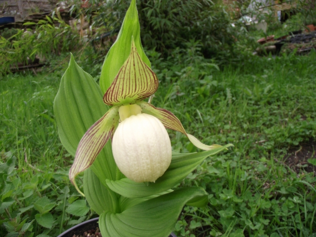 Cypripedium fasciolatum 1304301056516539811137730