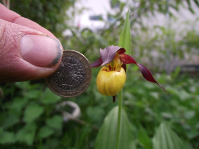 Cypripedium fasciolatum 1305010752396539811143701