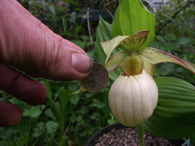 Cypripedium fasciolatum 1305010753226539811143716