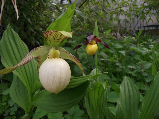 Cypripedium fasciolatum 1305010754146539811143720