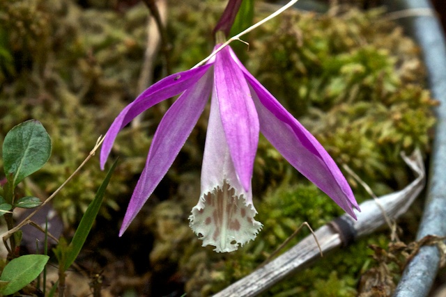 Pleione formosana 13050108310316321511140998