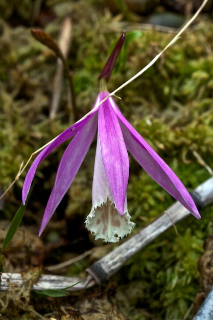 Pleione formosana 13050108310516321511141000