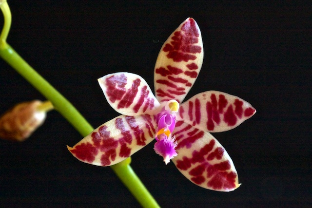 Phalaenopsis Lovely Marie 13050502212816321511154861