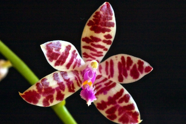 Phalaenopsis Lovely Marie 13050502213016321511154862