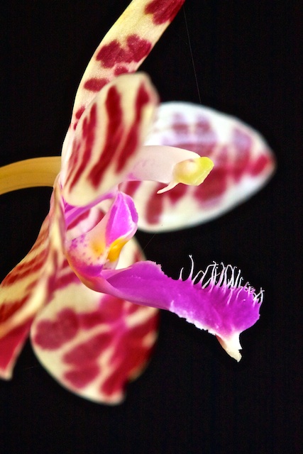 Phalaenopsis Lovely Marie 13050502213216321511154864
