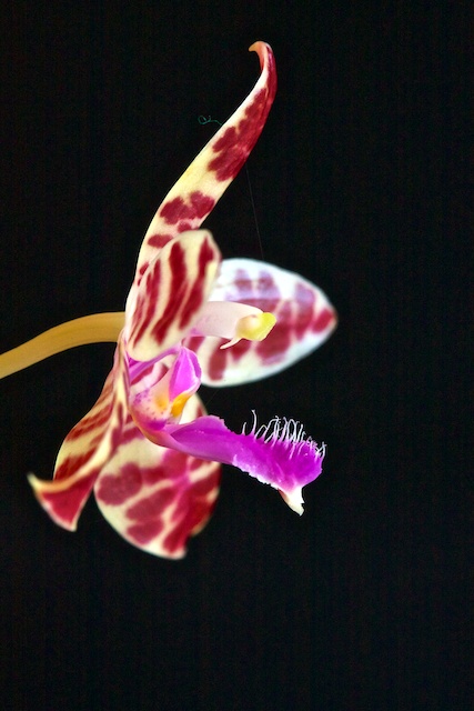 Phalaenopsis Lovely Marie 13050502213416321511154865