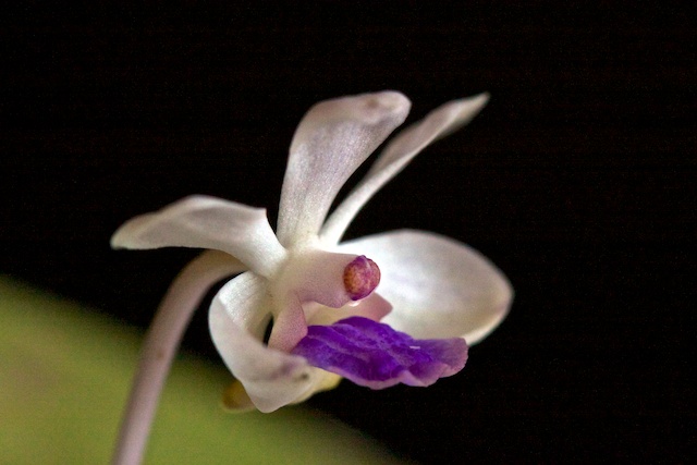 Vanda lilacina  13050507292316321511156176