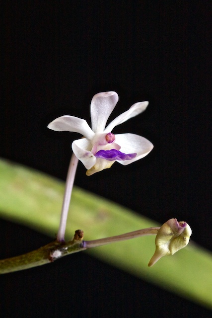 Vanda lilacina  13050507292516321511156178