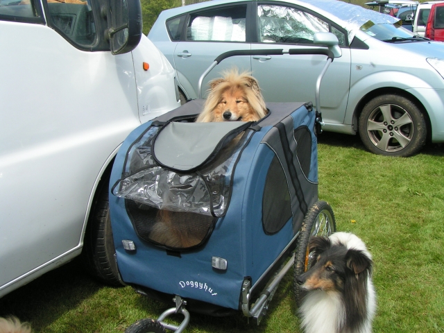 chiot - Modes de transport pour petits / vieux chiens qui fatiguent vite - Page 2 13050608540510584011157746