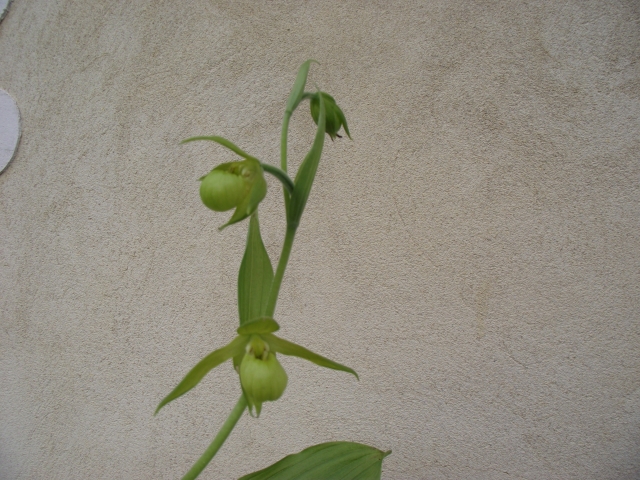 Cypripedium henryi 1305080834146539811167910