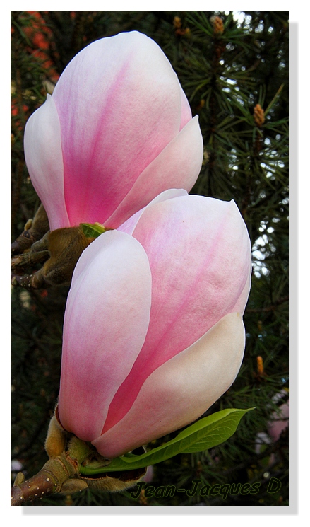 Magnolias 1301