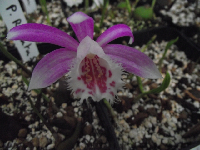 Pleione Alishan "Merlin" 1305081232546539811166000