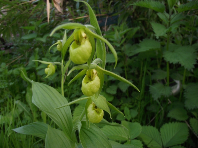 Cypripedium henryi 1305081234146539811166002