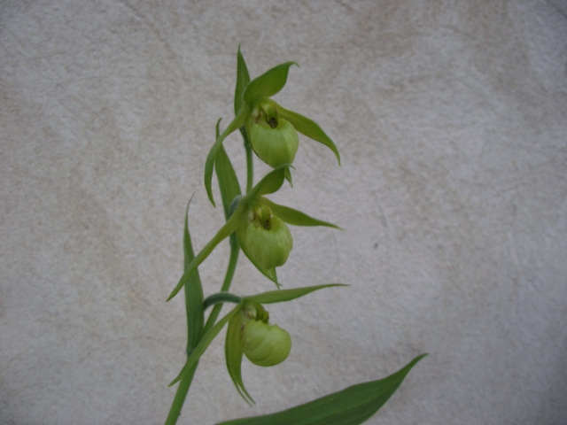 Cypripedium henryi 1305081234516539811166003