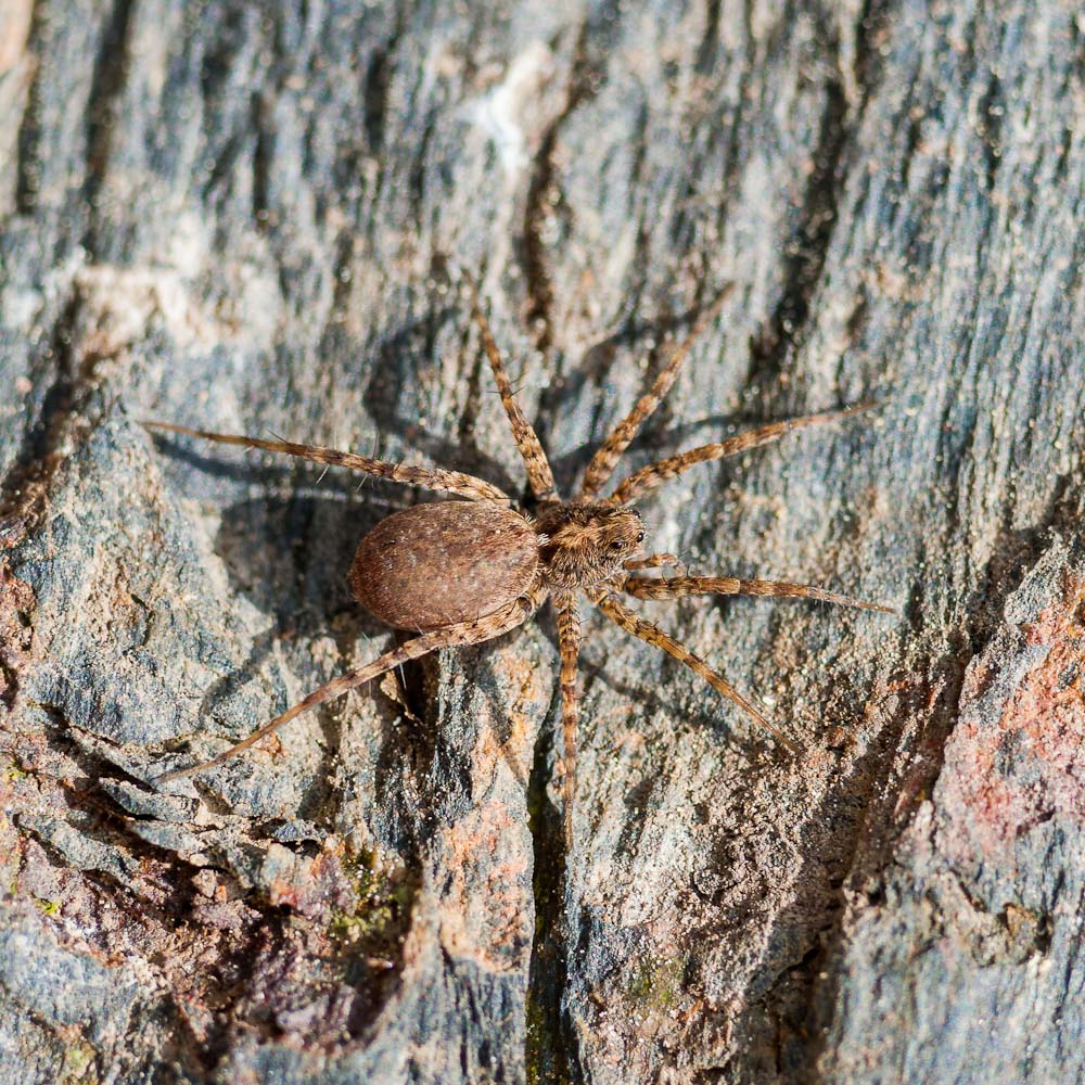 [Pardosa sp]Arctosa? 1305100938193187611175055