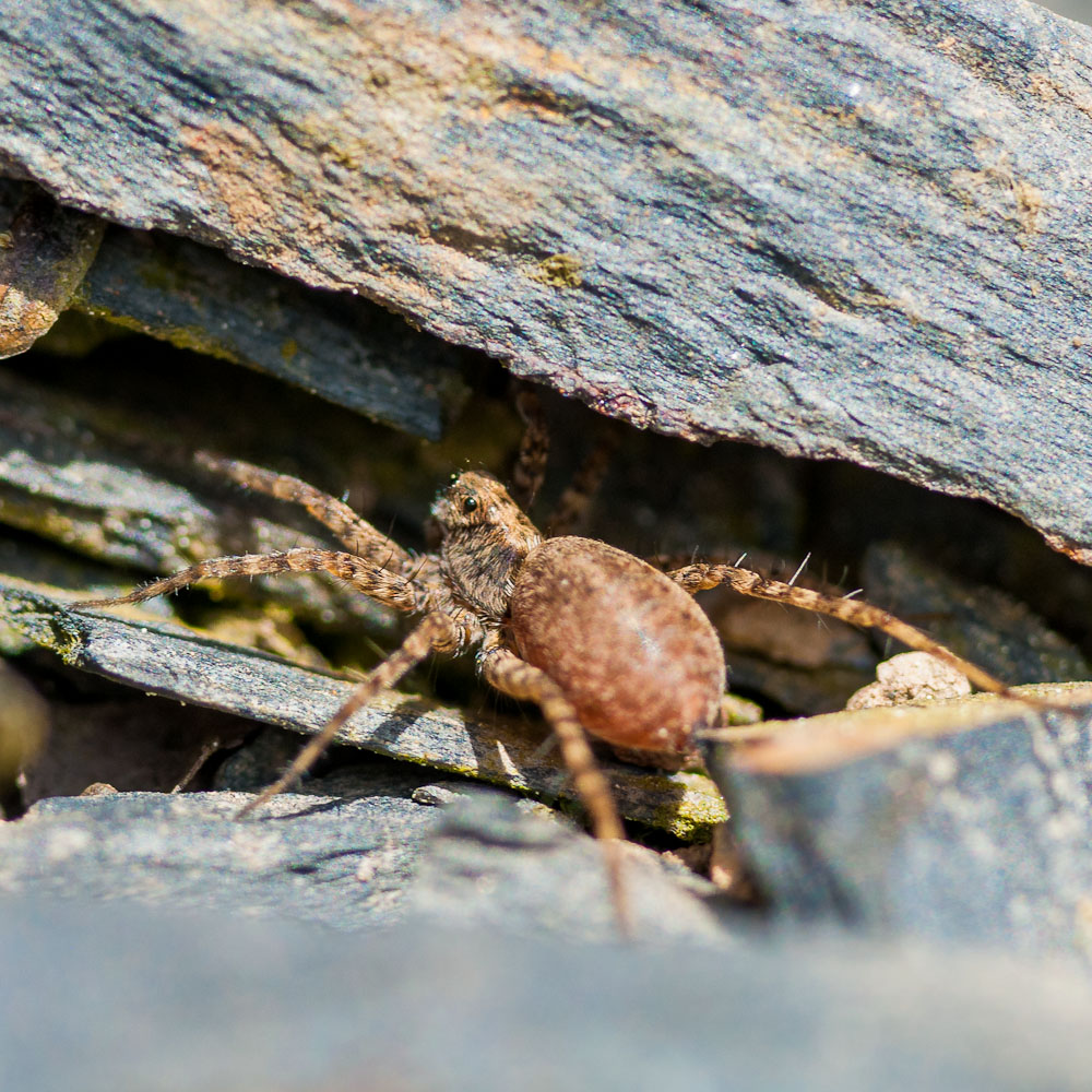 [Pardosa sp]Arctosa? 1305100938253187611175057