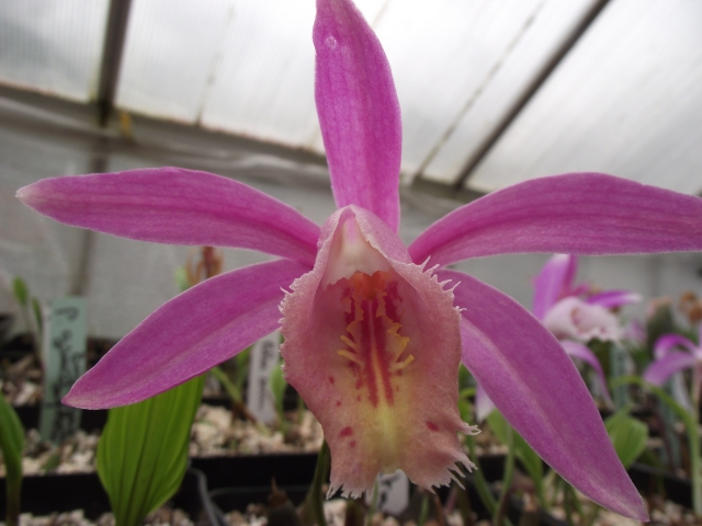 Pleione Rakata Skylark 1305111209516539811176051