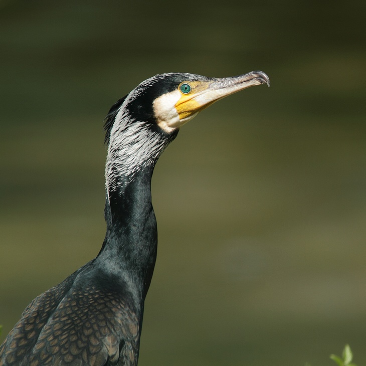 cormoran carr