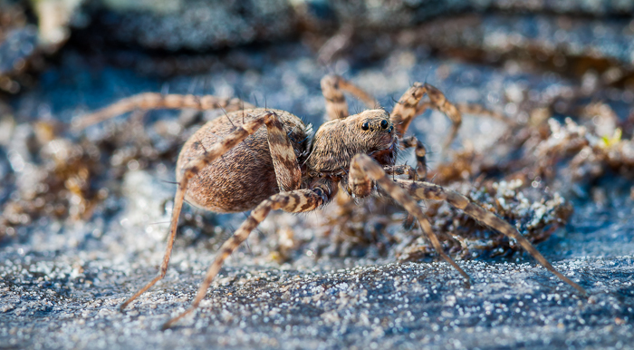 [Pardosa sp]Arctosa? 1305110550513187611177561