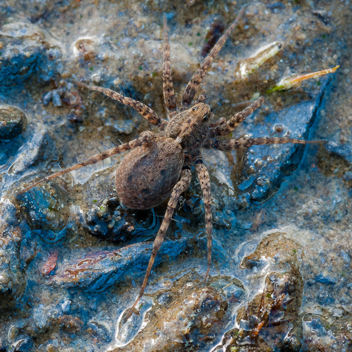 [Pardosa sp]Arctosa? 1305110550553187611177563