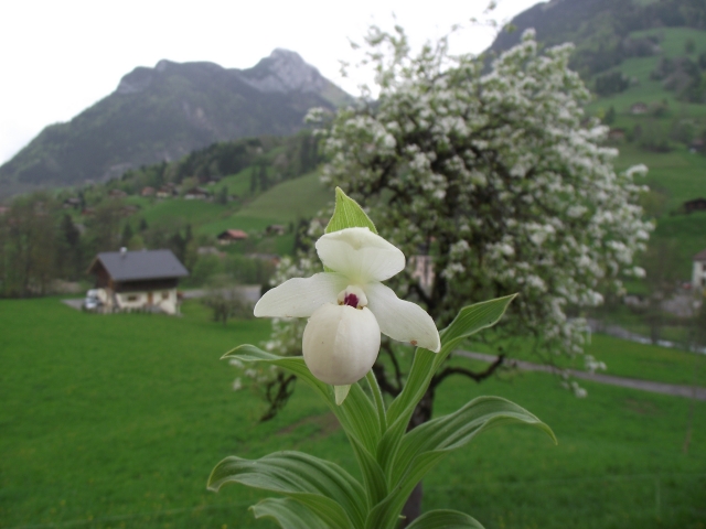 Cypripedium flavum 1305120541566539811181149