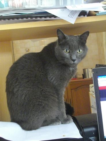 Oscar, chat mâle type bleue russe, 8 ans, Gard 13051612085811356611194022