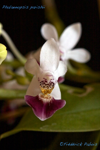 Phalaenopsis parishii ( Nouvelles photos ) 13051804434816321511201518